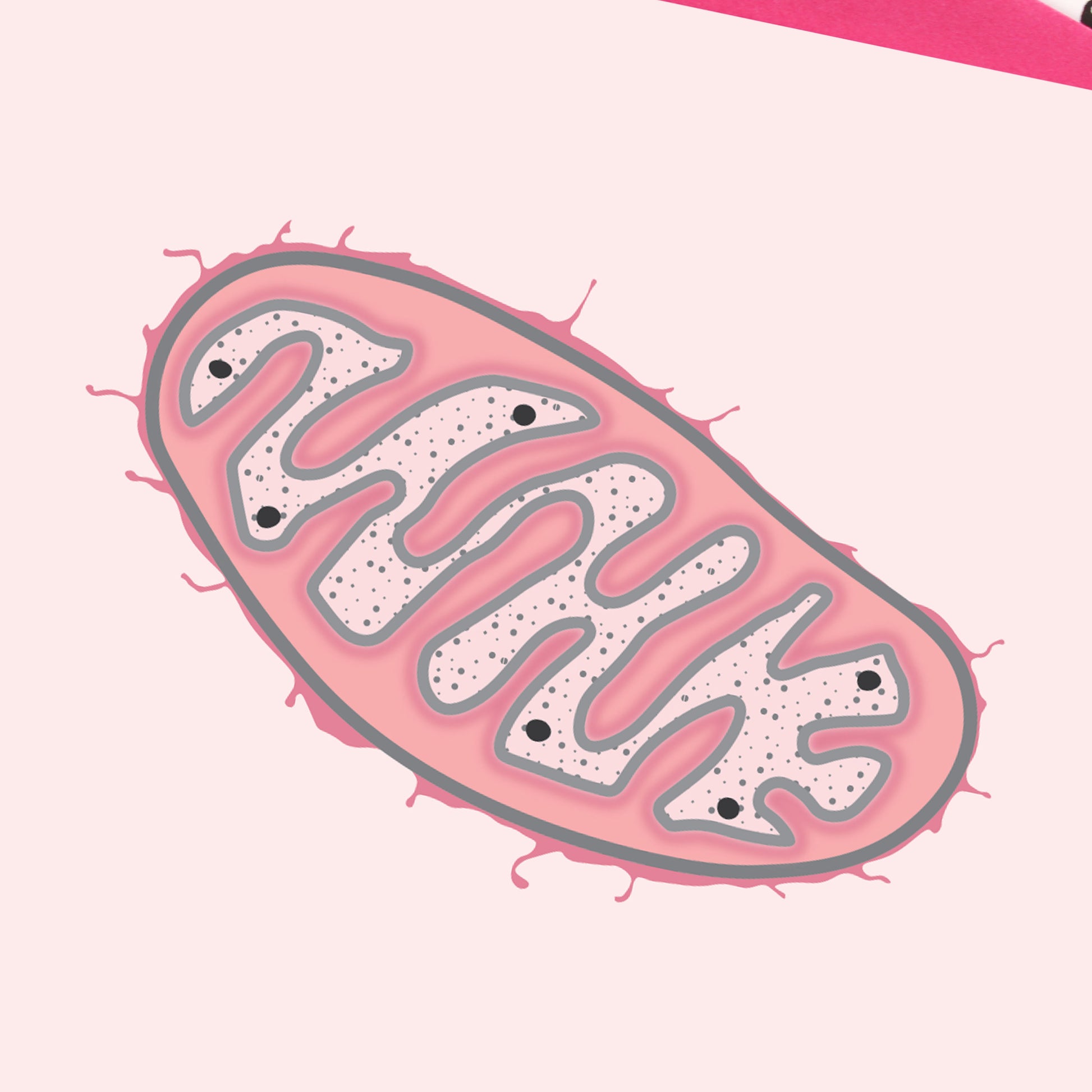 Mitochondria Illustration